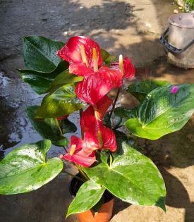 Hoa Hồng Môn chưng tết 