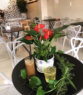 Cây Hồng Môn Đỏ