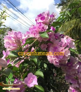 Hoa Lan Tỏi
