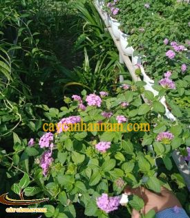 Cây Trâm Ổi Hoa TÍm