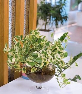 Cây  Trầu Bà Cẩm Thạch Thủy Sinh