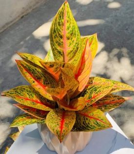 Cây Thịnh Vượng