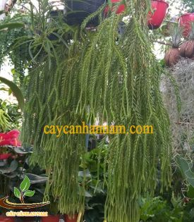 Cây râu rồng