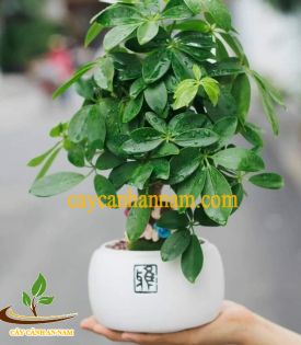 Ngũ Gia Bì Bonsai