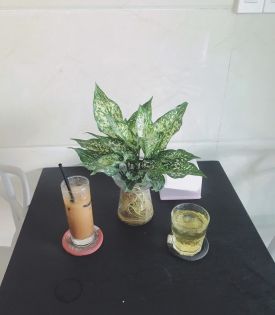  Cây Ngọc Ngân Thủy Sinh