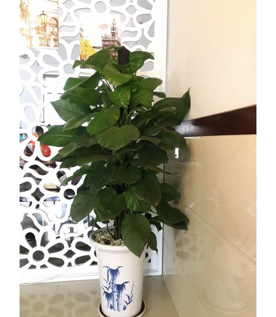 Cây trầu bà