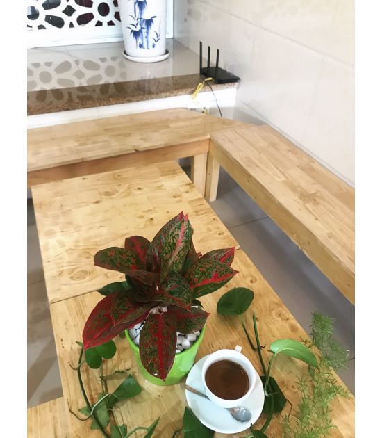 Cây Như Ý