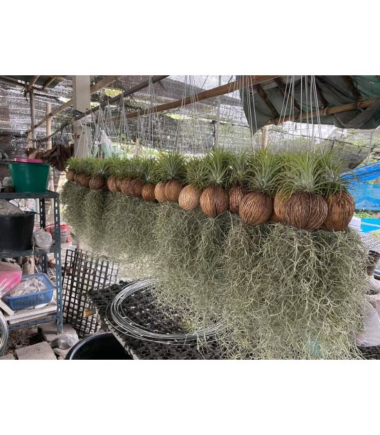 Cây không khí tóc tiên