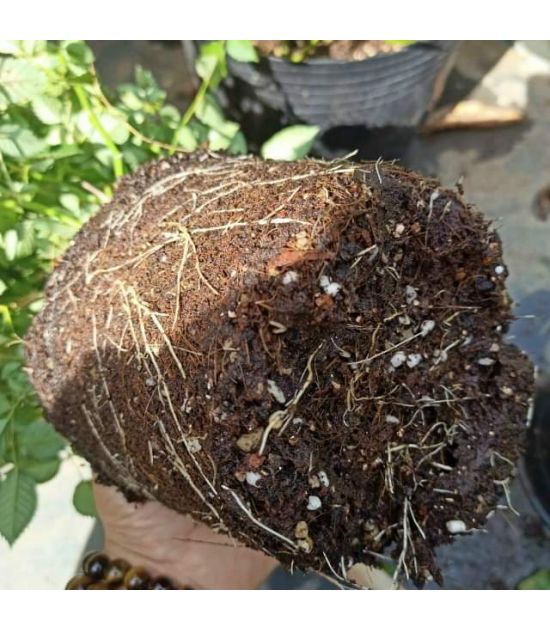 Đất trồng hoa hồng