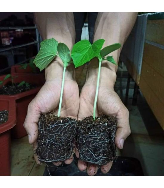 Đất trồng hoa hồng