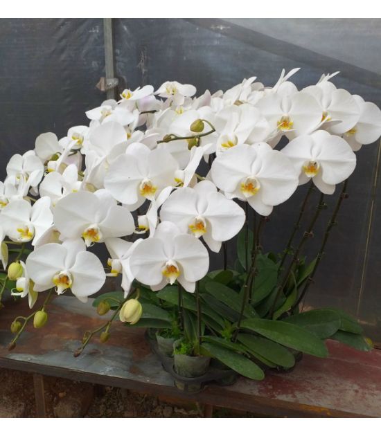 Hoa Lan Hồ Điệp chưng tết
