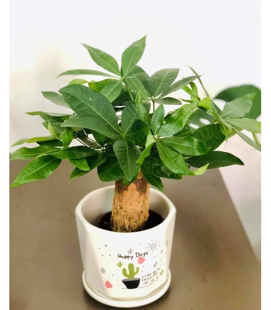 Cây Kim Ngân Củ Nhỏ