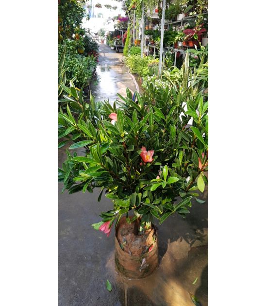 Cây Trà Bốn mùa đơn