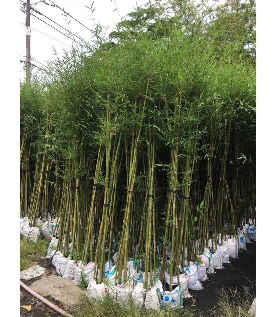 Trúc Cần Câu