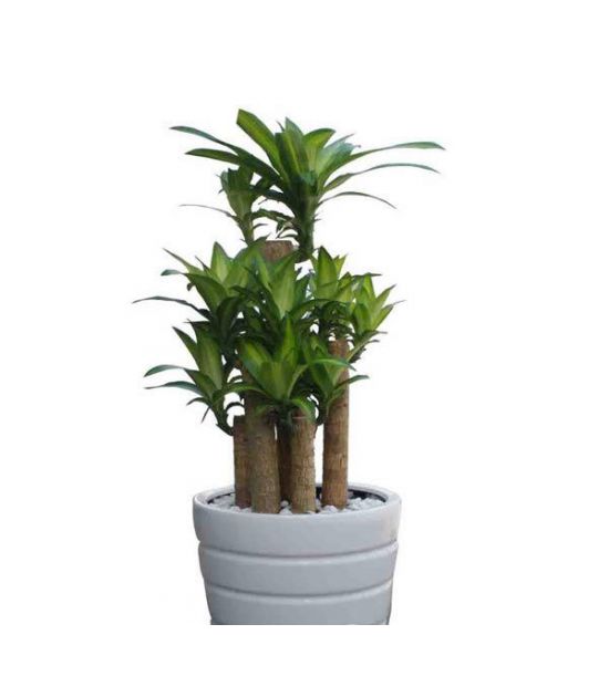 Cây Phát Tài  Khúc Để Sàn