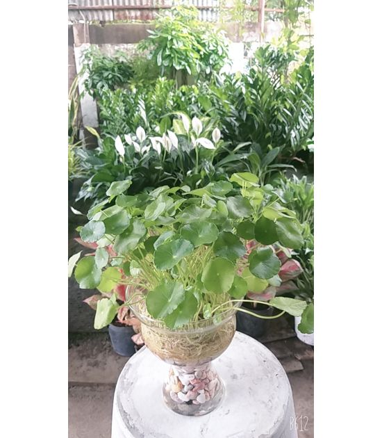 Rau má Thủy Sinh