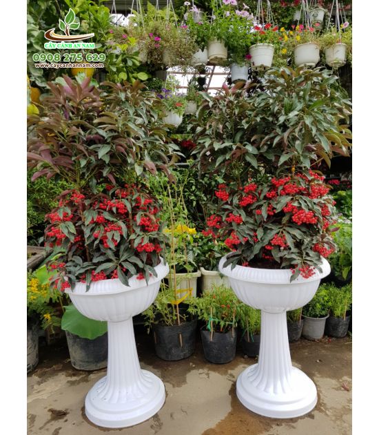 Hoa kim ngân lượng đẹp chưng tết