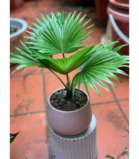 Cây Cọ