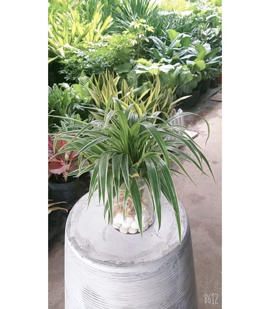 Cỏ Lan Chi Thủy Sinh