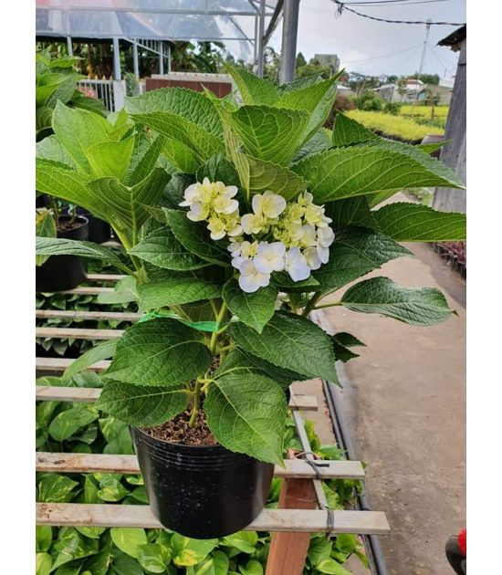 Cây Hoa Cẩm Tú Cầu