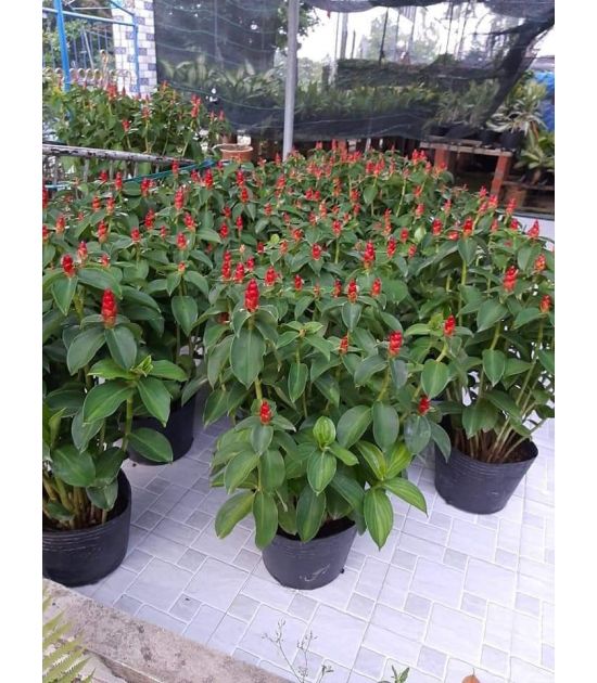 Cây Phúc Lộc Thọ