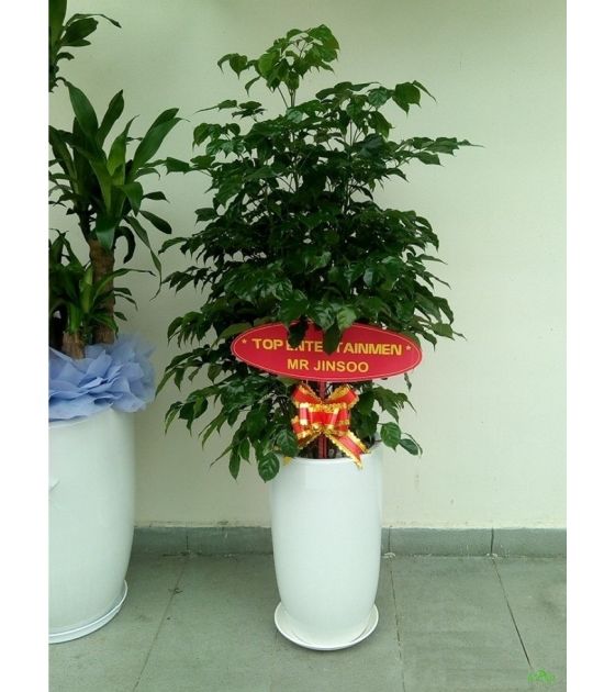 Cây tặng khai trương