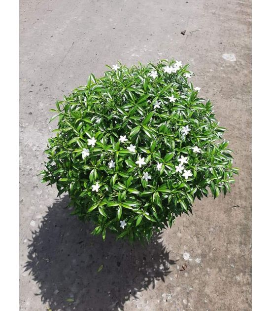 Mai Vạn Phúc