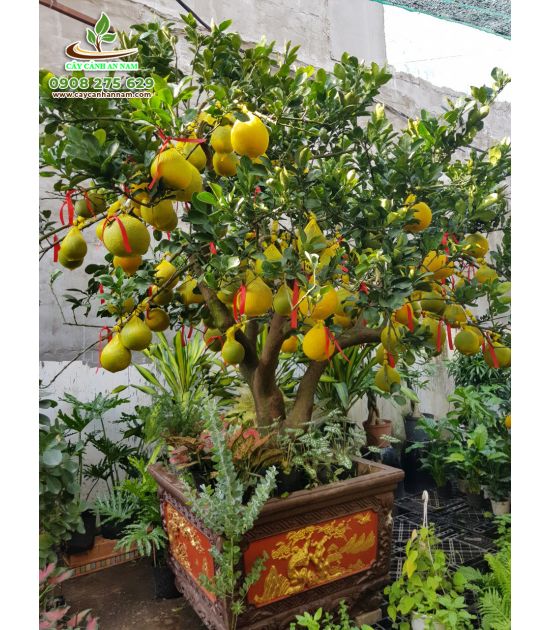 Cây Bưởi Trưng Tết