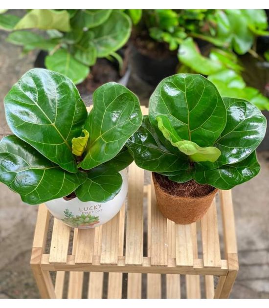 Cây Bàng Sing Nhỏ