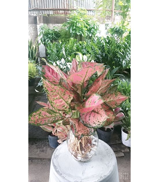 Cây Vạn Lộc Thủy Sinh
