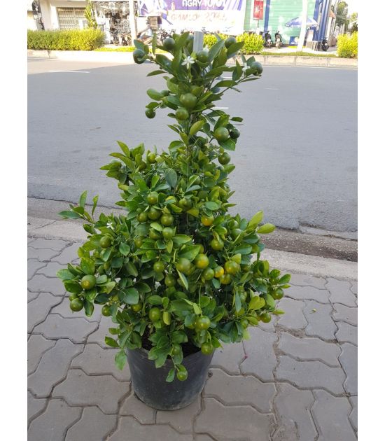 Cây Quất ngày tết 