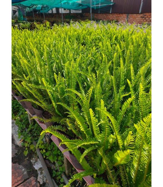 Cây Dương Sỉ