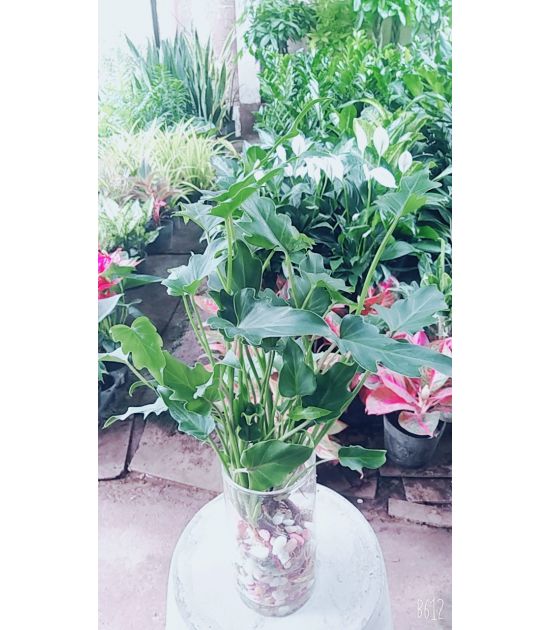 Cây Trầu Bà Chân Vịt thủy sinh