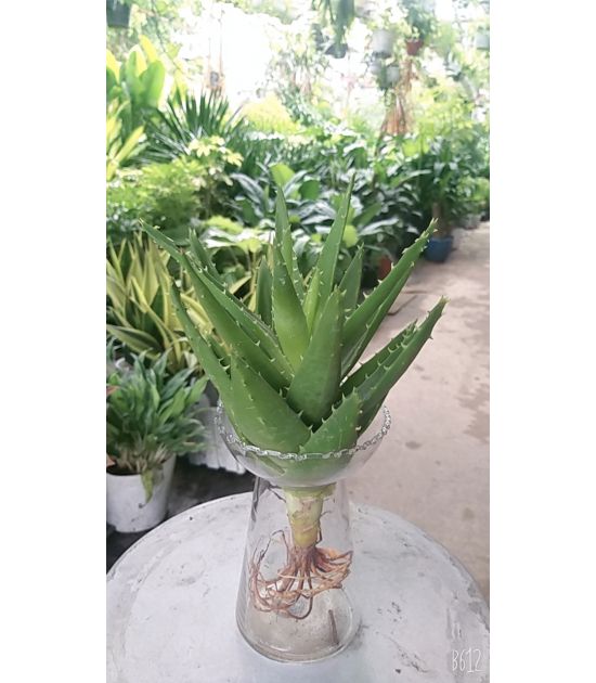 Nha Đam Thủy Sinh