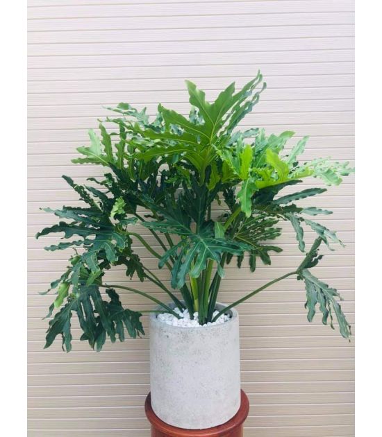 Cây Trầu Bà Thanh Xuân