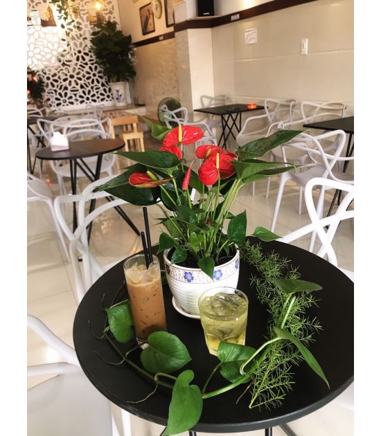 Cây Hồng Môn Đỏ