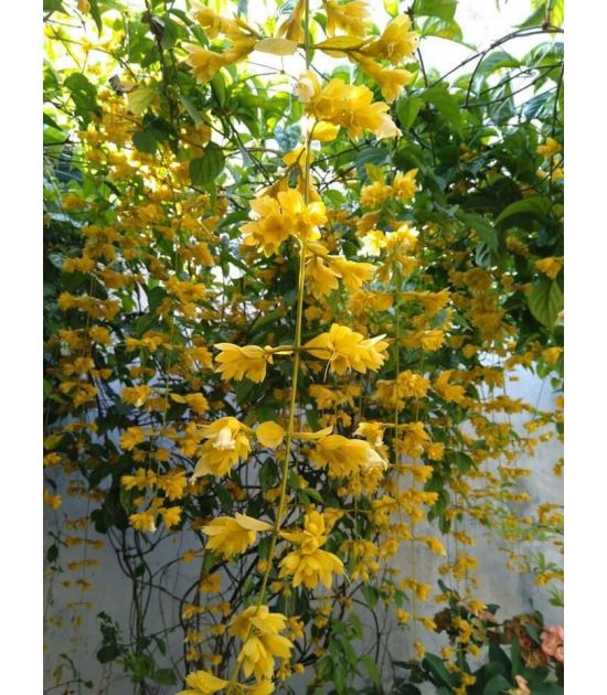 Lan Hoàng Dương
