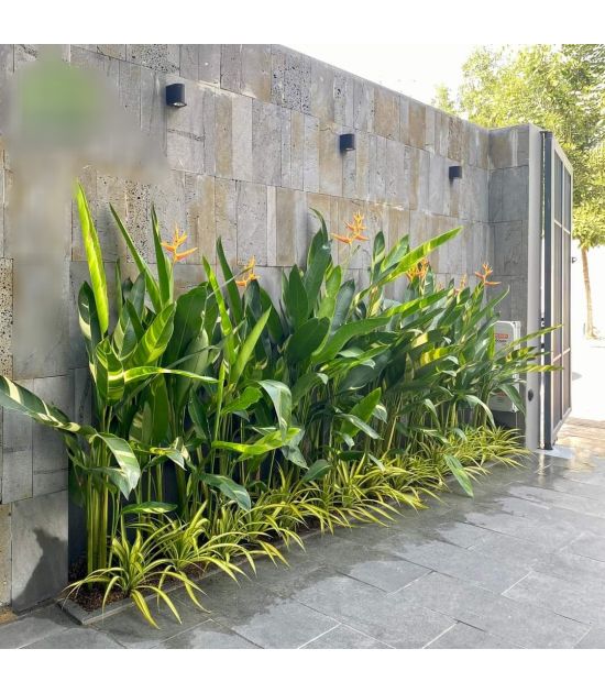 Cây chuối kiểng