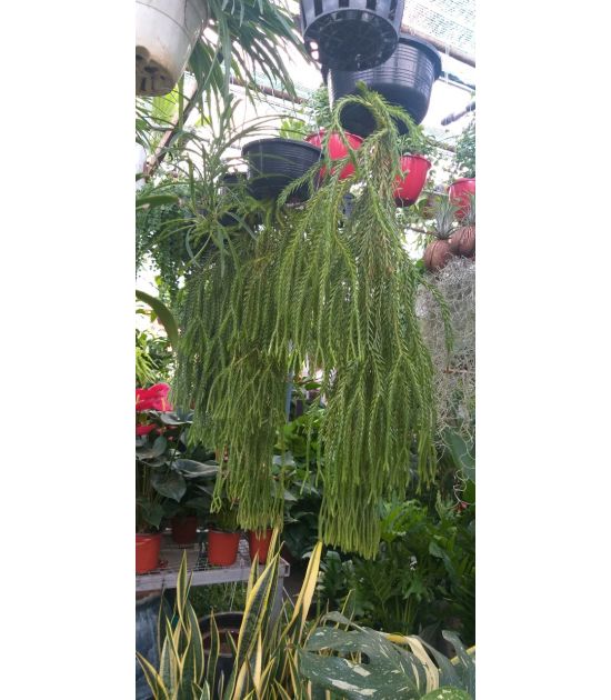 Cây râu rồng