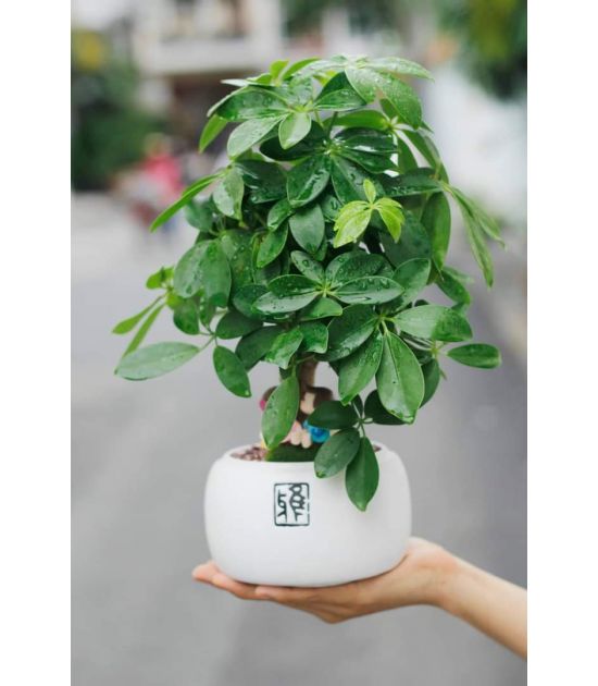 Ngũ Gia Bì Bonsai