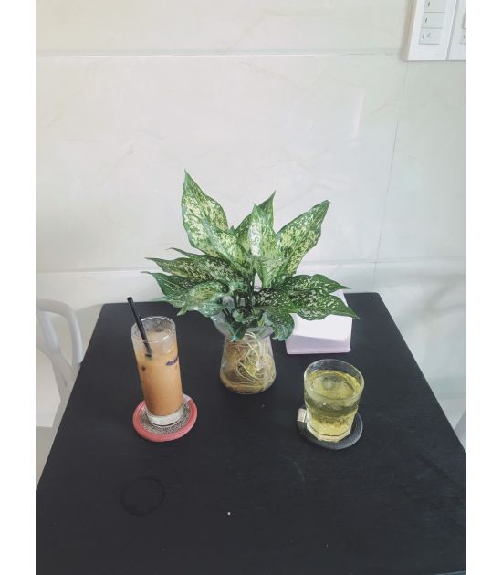  Cây Ngọc Ngân Thủy Sinh