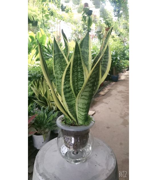 Cây Lưỡi Hổ Thủy Sinh