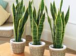 8 loại cây cảnh có tác dụng thanh lọc không khí trong nhà