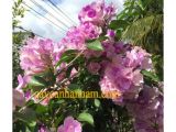 Địa chỉ mua chậu hoa chưng tết quận 1 uy tín giá rẻ