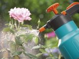 Những sai lầm nào khiến cây nhanh chết khi mới mua về