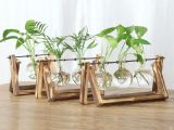 Top những cây thủy sinh văn phòng phổ biến