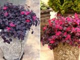 Cách nhận biết và phòng trị các bệnh hay gặp của cây hồng phụng