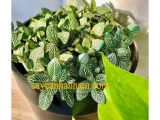Địa chỉ chuyên bán cây văn phòng để bàn quận 3 uy tín