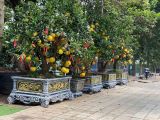 Khám phá đơn vị cung cấp bán bưởi chưng tết đẹp, ý nghĩa