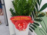 Nơi chuyên bán cây kim tiền tặng khai trương mẫu mã đa dạng giá tốt